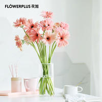 FlowerPlus 花加 非洲菊随机色10枝产地直发生活鲜花室内办公室桌面装饰鲜花
