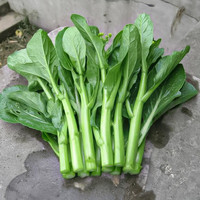 寿禾shouhe 广东四九菜心种子秋季四季蔬菜种孑菜籽籽 四九菜心种子100g装