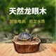 乌龟缸养龟专用龙眼木造景装饰水草用品净化水质乌龟晒台植物摆件