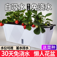菜园兄弟 室内懒人花盆自吸水免浇水培种菜盆