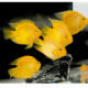 活体宠物 热带观赏鱼黄鹦鹉黄金元宝黄财神发财鱼中大型鱼活