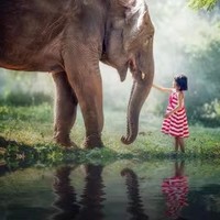 包接送，深入当地与大象亲密互动！泰国清迈大象营一日游/半日游