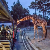 亚洲最大！蹲点昼伏夜出的动物们！泰国清迈夜间动物园门票（含缆车）+酒店接送套餐