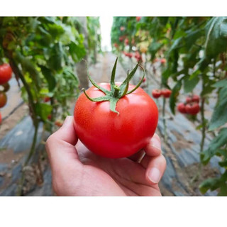 栗贝诺 普罗旺斯西红柿 5斤装（净重4.5斤） 沙瓤生吃 自然成熟 水果番茄
