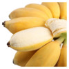 果迎鲜香蕉 新鲜水果 广西小米蕉 小芭蕉 小香蕉 大香蕉 苹果蕉 需催熟 苹果蕉9斤