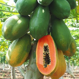 枝头春红心木瓜新鲜水果当季时令孕妇水果 9斤家庭装