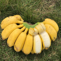 龙觇 小米蕉 苹果蕉  广西当季新鲜水果香蕉芭蕉 苹果蕉  5斤净重装