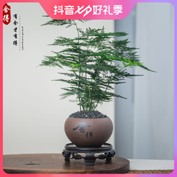 创享绿洲文竹盆栽植物室内净化空气盆栽中式室内客厅迷你绿植花卉