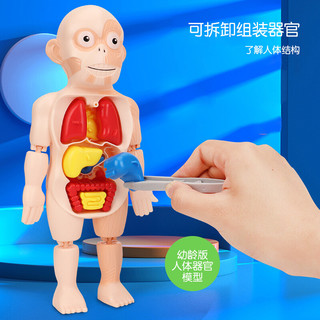 爸爸妈妈人体解剖器官内脏构造结构模型身体部分认知学生男女孩儿童玩具