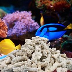 茨格曼 珊瑚骨鱼缸滤材珊瑚砂珊瑚石碎珊瑚骨装饰水族造景 珊瑚骨