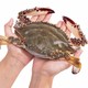  鲜尝态 东海梭子蟹 7-8只 单只150g-200g 1.3kg　