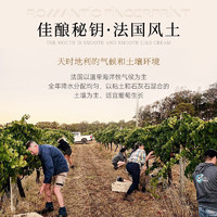 MARFFIBURG 玛菲堡庄园 法国原瓶进口红酒歌海娜13度干红葡萄酒 爱美伦 单支单瓶装