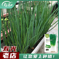 寿禾shouhe 四季香葱种子种籽小葱苗小阳台盆栽葱苗蔬菜种孑种农家葱根苗