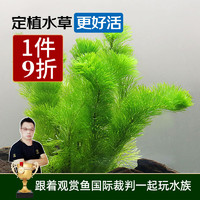 云峰海瑞 水草活体懒人草鱼缸造景套餐鱼缸有茎类中后景真水草 绿菊（5只一组）