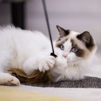 GiGwi 贵为 猫咪用品猫咪玩具高品质魔力逗猫棒-舞动（毛绒）猫棍