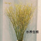 YAHUI 雅卉 鲜花 水培龙柳 10枝1.5米左右高