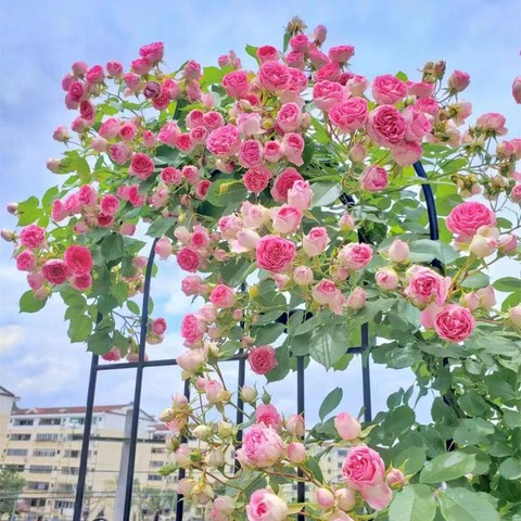 其他品牌鲜花绿植_红色的！蔷薇花苗藤本月季特大花树庭院爬藤多少钱