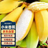 冠町 广西小米香蕉 一级果5斤装 新鲜水果生鲜