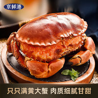 京鲜港 面包蟹 鲜活熟冻超大 英国进口满黄大螃蟹 只母蟹 特大只