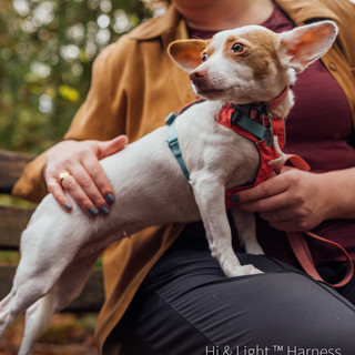 拉夫威尔ruffwear狗狗胸背狗项圈嗨轻胸背柴犬泰迪狗背心式狗脖套