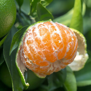 誉福园青皮蜜桔新鲜橘子酸甜桔子薄皮新鲜水果新鲜当季 大果丨60-65mm 3斤装