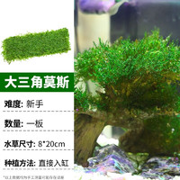 疯狂水草（FKSC）鱼缸造景植物前景懒人活体水草套餐阴性莫斯树沉木水榕 大三角莫斯