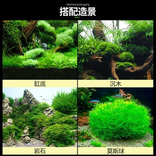 疯狂水草（FKSC）鱼缸造景植物前景懒人活体水草套餐阴性莫斯树沉木水榕 大三角莫斯