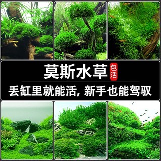 疯狂水草（FKSC）鱼缸造景植物前景懒人活体水草套餐阴性莫斯树沉木水榕 大三角莫斯