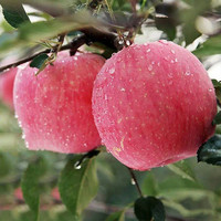 88VIP：HOMES 红富士 苹果4.5斤装 单果80mm+一级大果脆甜多汁顺丰包邮 山东烟台