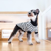 InnoPet 赛路胜 雪纳瑞狗狗衣服春秋薄款泰迪博美小型幼犬春季防掉毛宠物春装卫衣