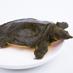 渔传播 江苏鲜活甲鱼500g1斤1只公鳖团鱼盒装海鲜水产