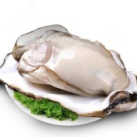 鲁禧 新鲜海蛎子 乳山生蚝鲜活  5XL号 净重4.5斤