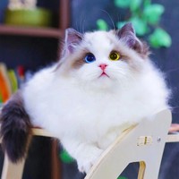本秋布偶猫幼猫 纯种血统赛级仙女猫咪 宠物猫猫活体 双海蓝眼睛 宠物级