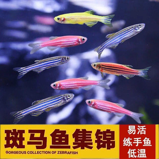 卡奇鱼 斑马 淡水 观赏 热带 蝶翼斑马荧光好养易活 糖果10条1.5-2.5cm最少3种色