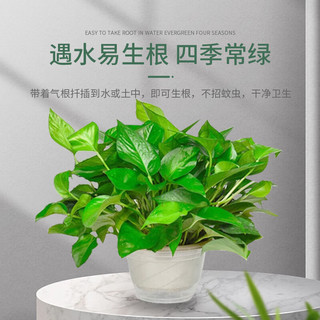 墨一绿萝盆栽大盆绿植室内花卉办公室客厅阳台植物 180#自动吸水盆8盆