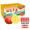 昭通苹果 新果云南丑苹果9斤（80mm左右） 冰糖心稀有水果礼盒整箱