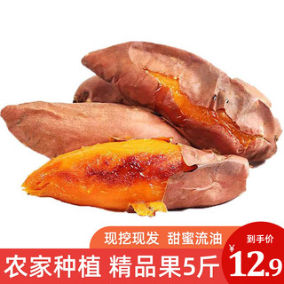 芮瑞 龙九红薯红蜜薯5斤