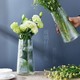 大王 盆栽花卉绿植20cm高竖纹玻璃花瓶
