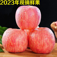 枝头春 烟台红富士苹果 5斤一级特大果（单果85mm+）