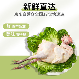 三德子好甄选 好鸡2号(母）壮年老母鸡高山散养350天 净重0.9-1.2kg