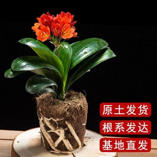 禧朗咔 君子兰盆栽 送肥料+生根粉-特价小苗