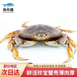 渔传播 加拿大进口鲜活珍宝蟹 1.4-1.6斤 1只元宝蟹大螃蟹