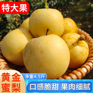 望果仙丹东黄金蜜梨冰糖梨子水果现摘现发新鲜水果  净重4.5斤