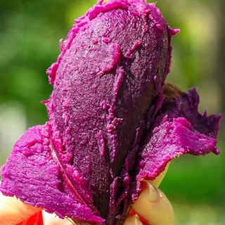 鲁香德 紫薯山芋3斤 小果 1件装