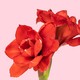 京东鲜花 朱顶红精装版蜡球大球周长26-28cm红花品种随机
