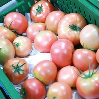 88VIP：GREER 绿行者 红心番茄小果5斤装