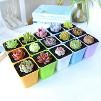 心卉如一 多肉植物盆栽组合多肉盆栽植物花卉室内 3棵多肉+3个彩盆+1包土