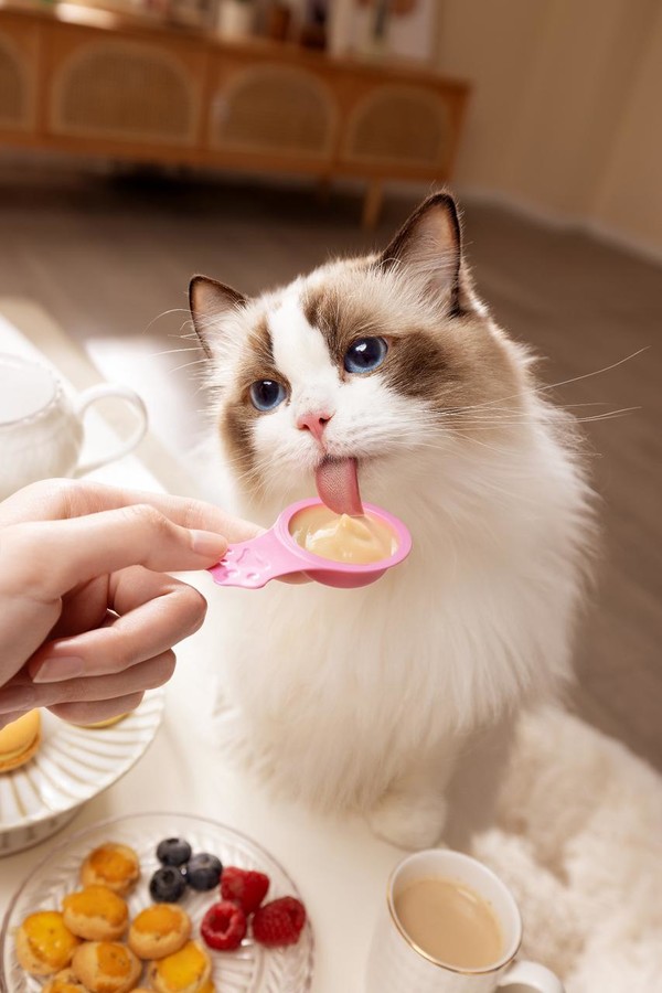 佳乐滋金勺喂食挑战：哪只小猫咪能够坚持不吃？