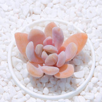 轩林美多肉 多肉植物 多肉植物室内办公花卉多头群生多肉植物阳台盆栽桃 果冻美人3颗【不含盆土】
