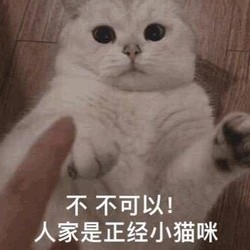 用不完的猫卡怎么办？各种好物帮你甩掉它~